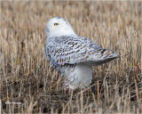 Snowy Owl