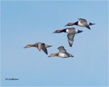 Canvasback