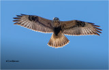  Rough-legged Hawk 