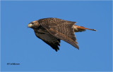 Red-tailed Hawk
