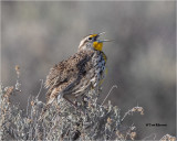 Western Meadowlark