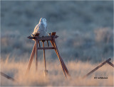 Snowy Owl