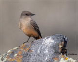 Say's Phoebe