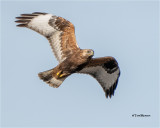 Rough-legged Hawk
