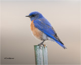  Western Bluebird 