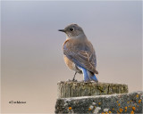  Western Bluebird 