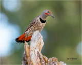 Northern Flicker