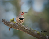 Northern Flicker
