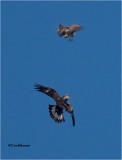  Golden Eagle-Red-tailed Hawk  ( Huge Crop)