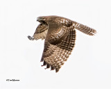 Red-tailed Hawk