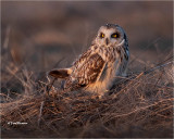 Short-eared Owl