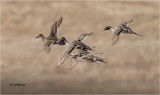 Northern Pintails, courtship flight.