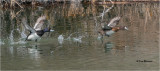 Lesser Scaup