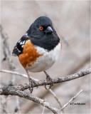  Spotted Towhee 