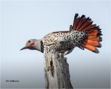  Northern Flicker 