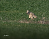 Coyote