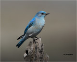  Mountain Bluebird