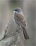 Sagebrush Sparrow