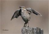  Sage Thrasher (Displaying)