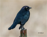 Brewer's Blackbird