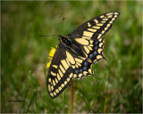  Anise Swallowtail 