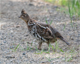  Ruffed Grouse 