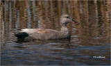 Gadwall