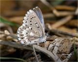 Arrowhead Blue