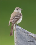Dusky Flycatcher