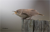 House Wren