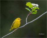 Yellow Warbler