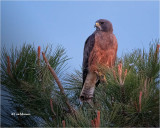 Swainson's Hawk