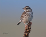  Savannah Sparrow 