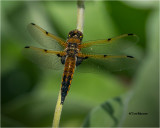  Four-spotted Skimmer 
