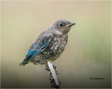 Mountain Bluebird fledgling