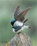 Tree Swallow's