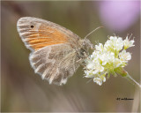  Ochre Ringlet 