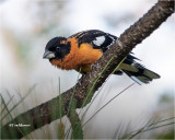 Black-headed Grosbeak