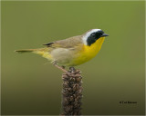  Common Yellowthroat 