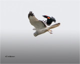 Harrier-Red-winged (big crop)