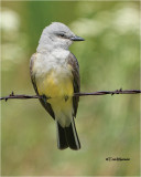  Western Kingbird 