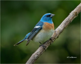 Lazuli Bunting