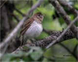  Veery 