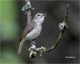 Warbling Vireo