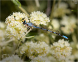 Northern Bluet
