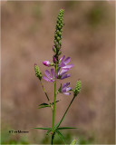Sidalcea oregana