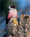  Lewiss Woodpecker 