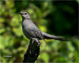 Gray Catbird
