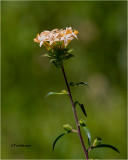 large-flowered collomia