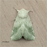 Zotheca tranquilla
